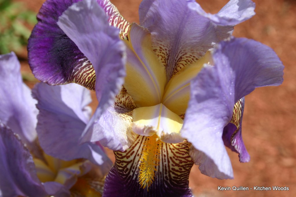 Purple Bearded Iris 